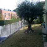GIARDINO (2)